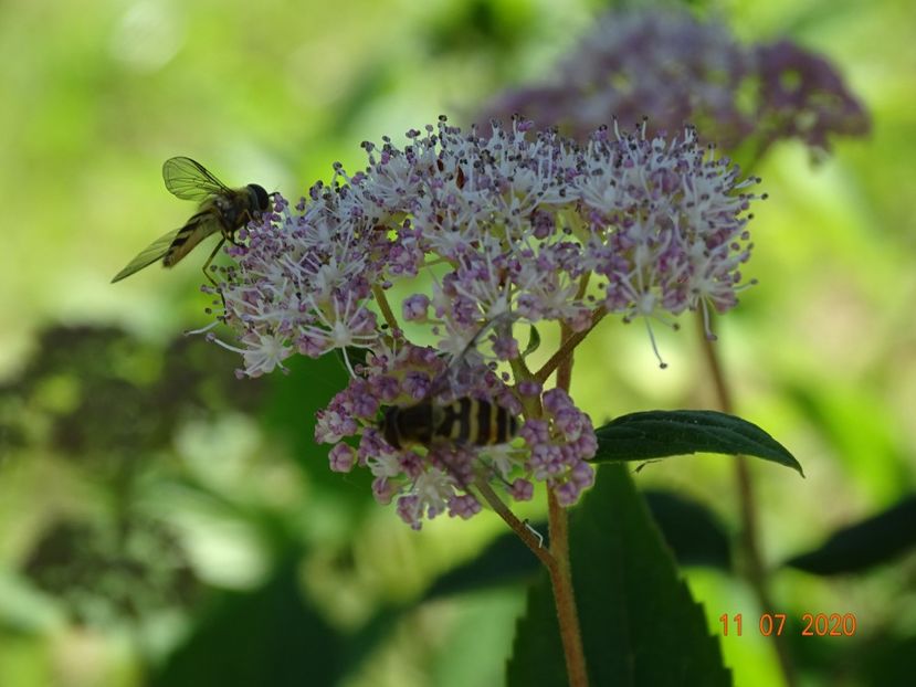 hydrangea arb. Pink Pincushion - Dobarland 2020 5