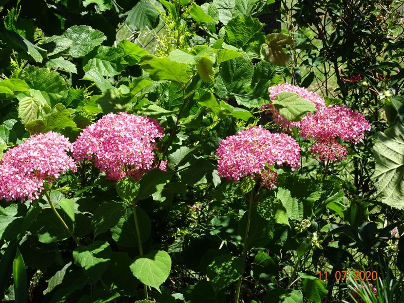 hydrangea arb. Pink Annabell - Dobarland 2020 5