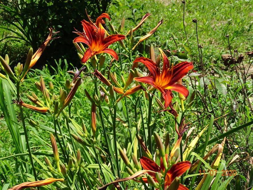 hemerocallis Crimson Pirate - Dobarland 2020 5