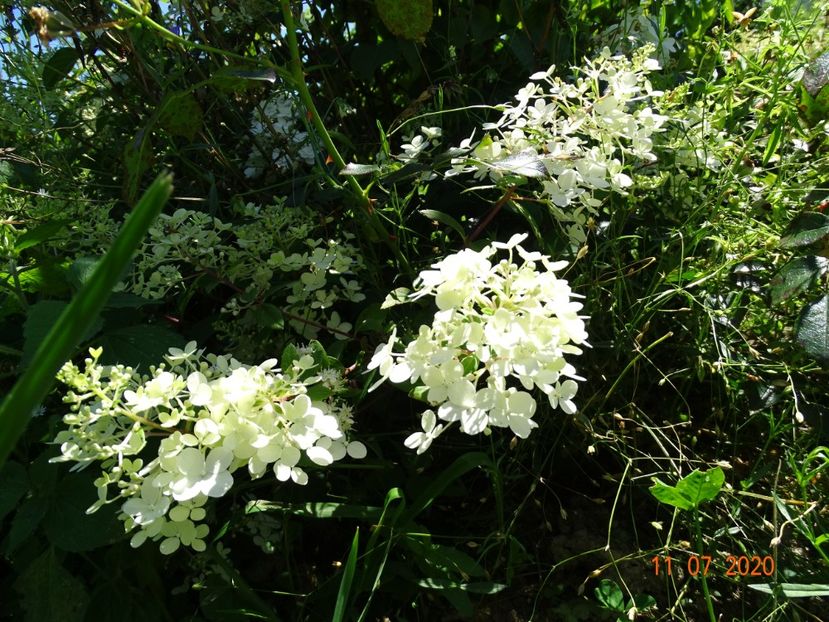 hydrangea pan. Diamantino - Dobarland 2020 5