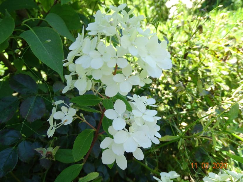 hydrangea pan. Diamantino - Dobarland 2020 5