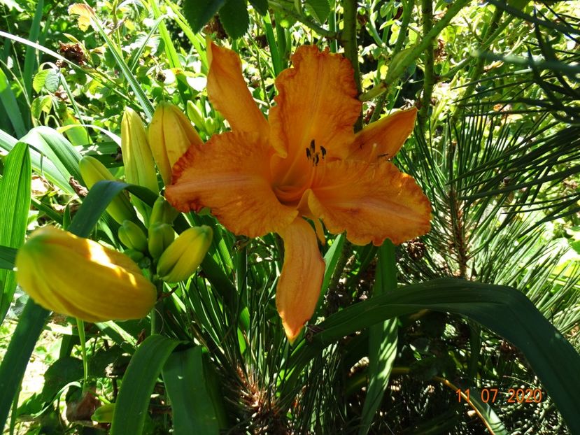 hemerocallis Senegal - Dobarland 2020 5