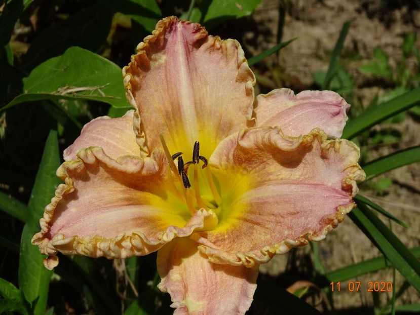 Ava - Dobarland 2020 5