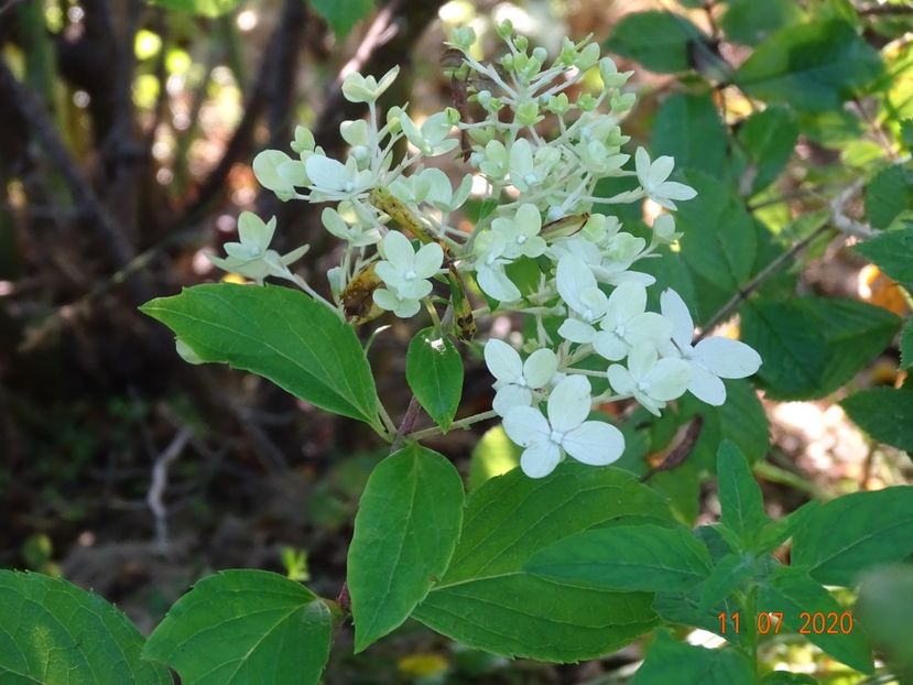 hydrangea pan. Graffiti - Dobarland 2020 5