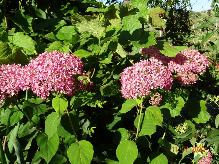 hydrangea arb. Pink Annabell - Dobarland 2020 5