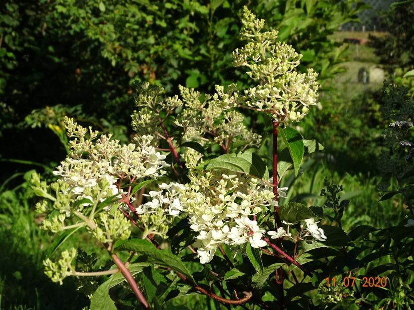 hydrangea pan. Candlelight - Dobarland 2020 5