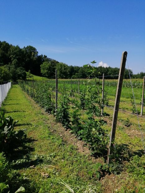  - Mure plantație 2019