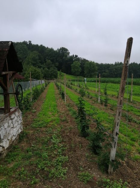  - Mure plantație 2019
