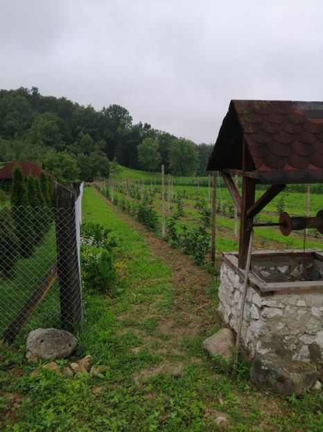  - Mure plantație 2019