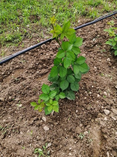 - Mure plantație 2019