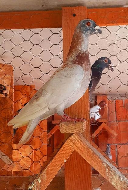  - NU AMI APARTIN 2020