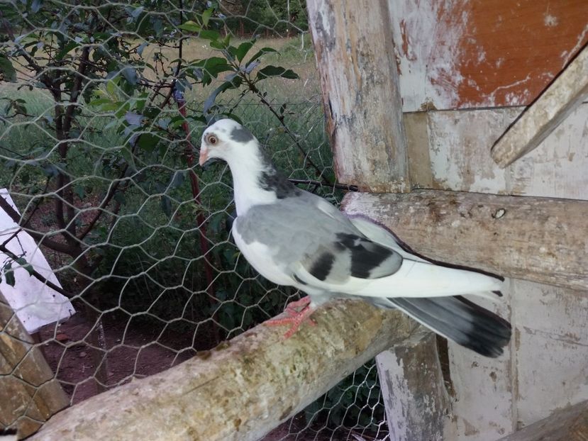 femelă  2020 - Plecați ALBUM 2