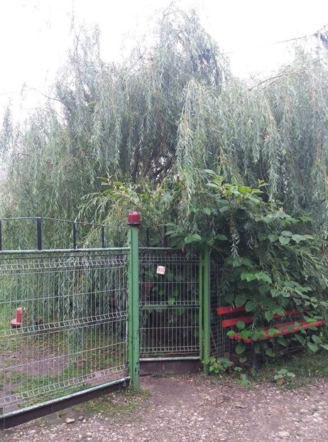  - curtea in vara 2020