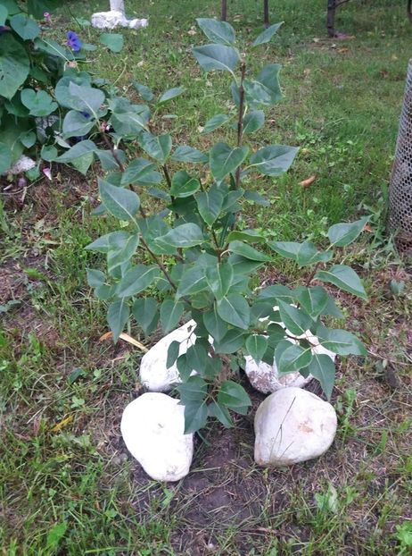 liliac alb - curtea in vara 2020