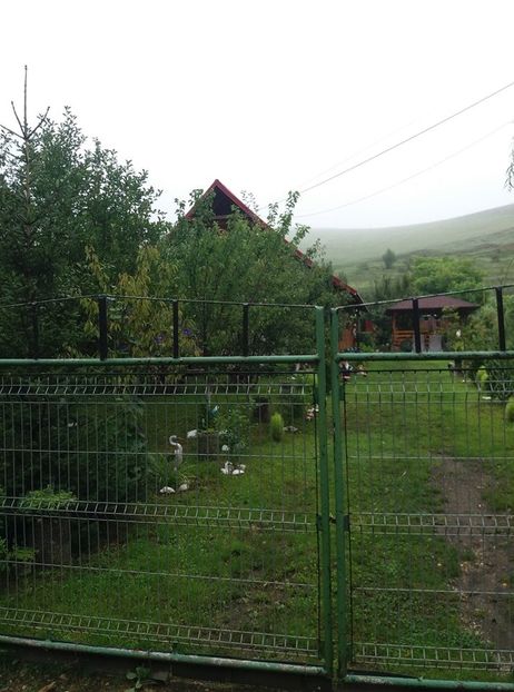  - curtea in vara 2020