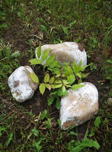glicina alba - curtea in vara 2020