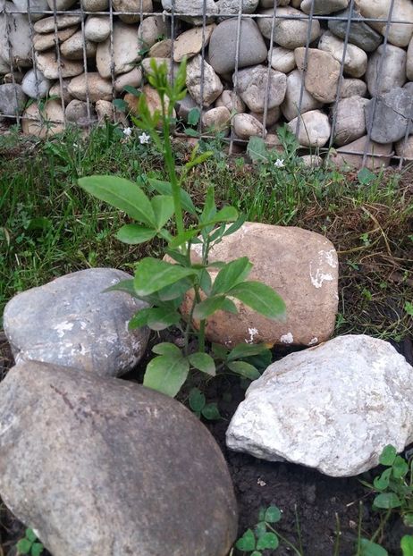 lamai trifoliat - curtea in vara 2020