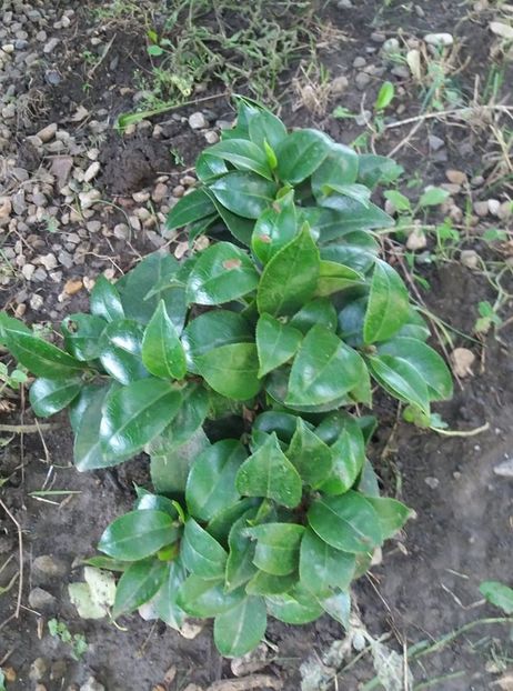 camelia - curtea in vara 2020