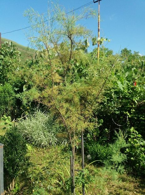  - curtea in vara 2020