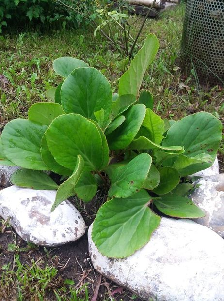 bergenia - curtea in vara 2020