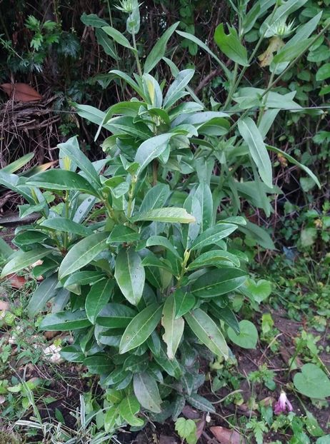 rododendronul - curtea in vara 2020