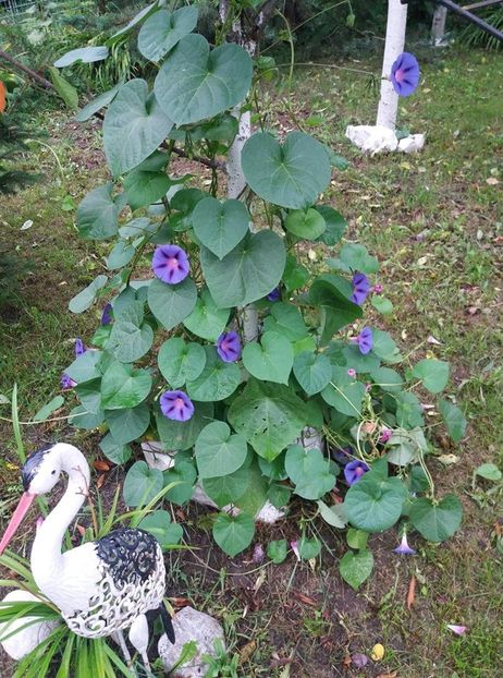  - curtea in vara 2020