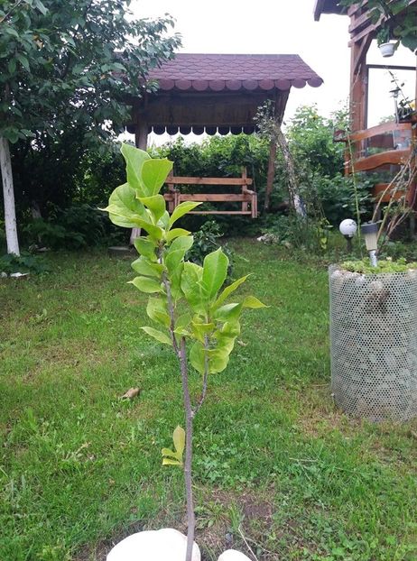 magnolia nigra - curtea in vara 2020