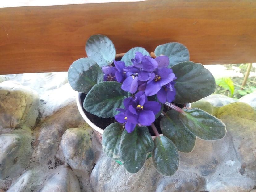 violeta africana - 2020 flori de camera