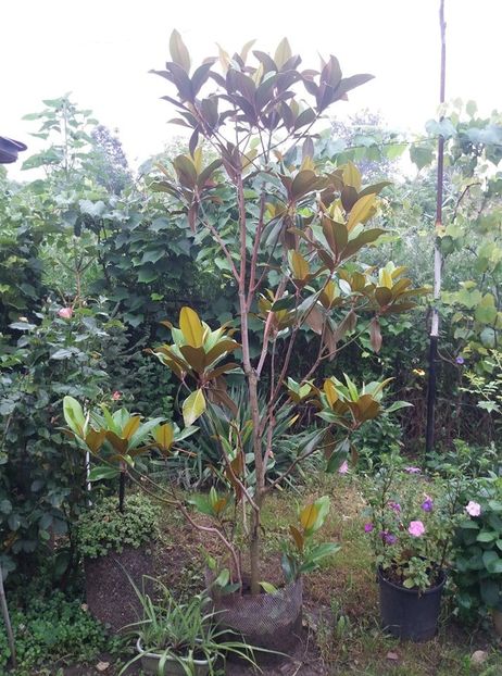 magnolia grandiflora galissoniere - curtea in vara 2020