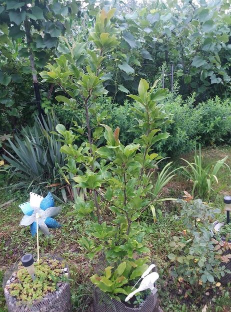 magnolia susan - curtea in vara 2020