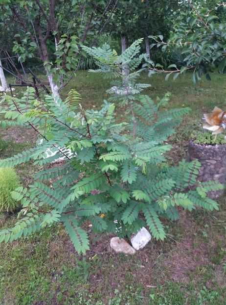 salcam roz - curtea in vara 2020