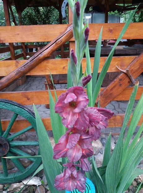  - curtea in vara 2020