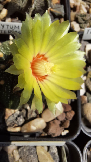 28.07.2020 - Astrophytum asterias