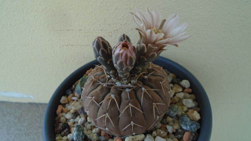 Gymnocalycium stellatum - Cactusi 2020 Gymnocalycium
