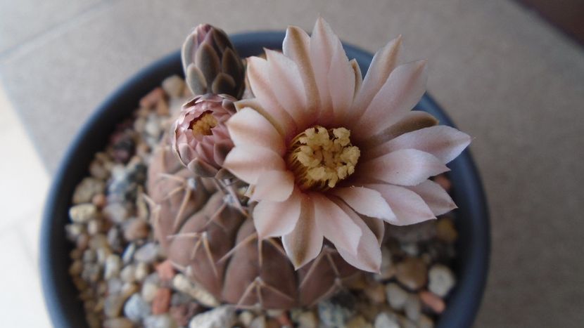 Gymnocalycium stellatum - Cactusi 2020 Gymnocalycium