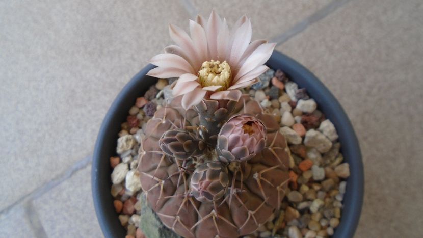Gymnocalycium stellatum - Cactusi 2020 Gymnocalycium