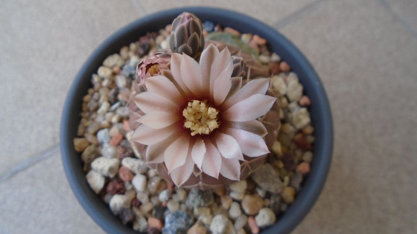 Gymnocalycium stellatum - Cactusi 2020 Gymnocalycium
