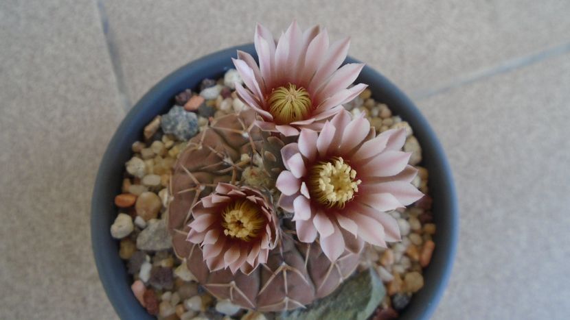 Gymnocalycium stellatum - Cactusi 2020 Gymnocalycium