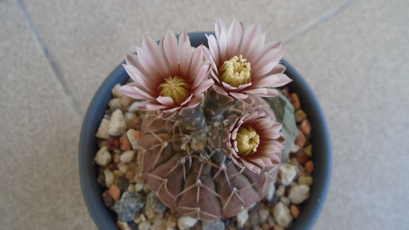 Gymnocalycium stellatum - Cactusi 2020 Gymnocalycium