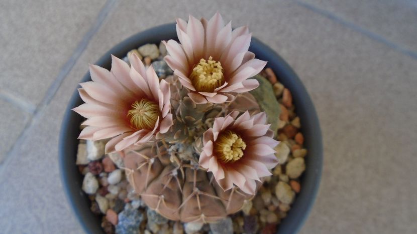 Gymnocalycium stellatum - Cactusi 2020 Gymnocalycium
