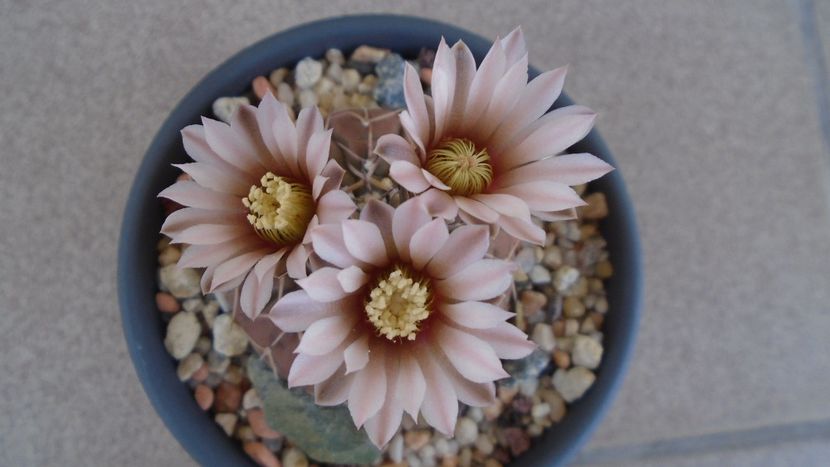 Gymnocalycium stellatum - Cactusi 2020 Gymnocalycium