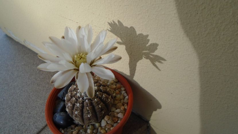 Gymnocacalycium ragonesei - Cactusi 2020 Gymnocalycium