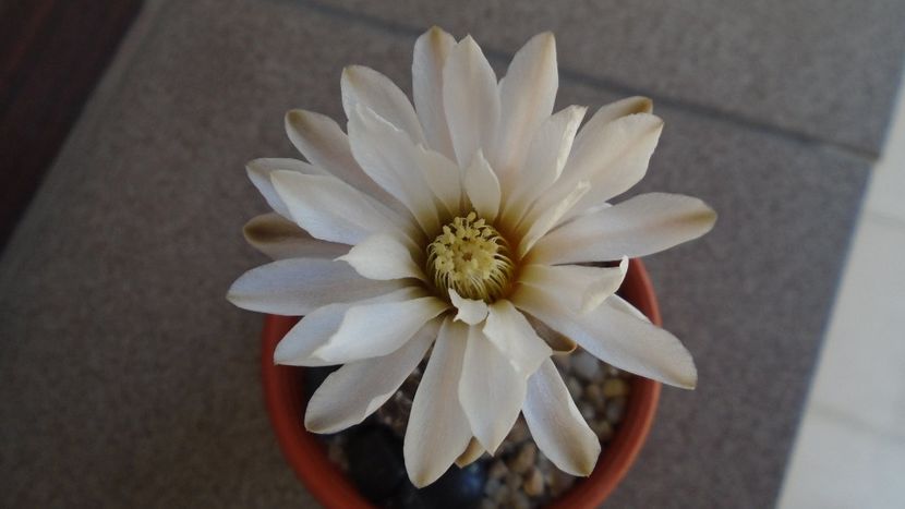 Gymnocacalycium ragonesei - Cactusi 2020 Gymnocalycium