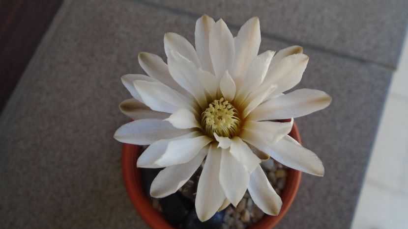 Gymnocacalycium ragonesei - Cactusi 2020 Gymnocalycium
