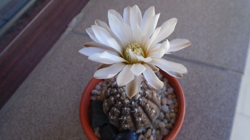 Gymnocacalycium ragonesei - Cactusi 2020 Gymnocalycium