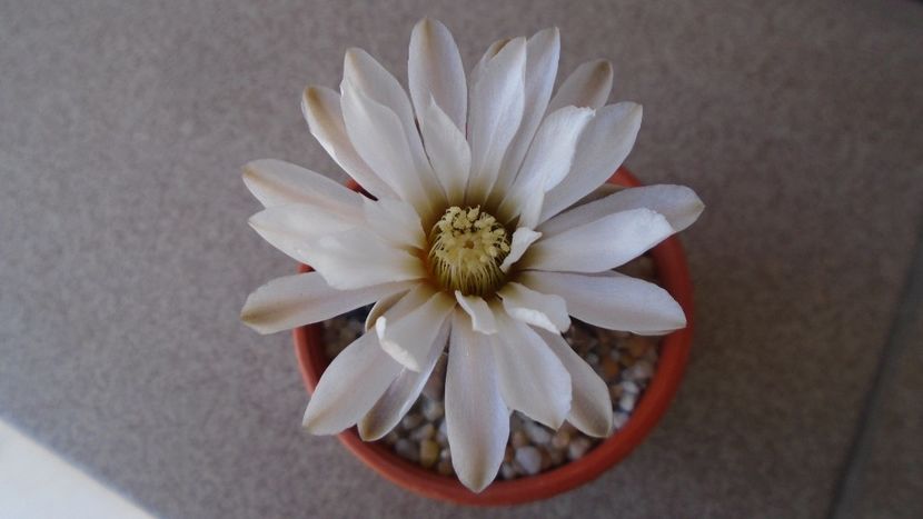 Gymnocacalycium ragonesei - Cactusi 2020 Gymnocalycium