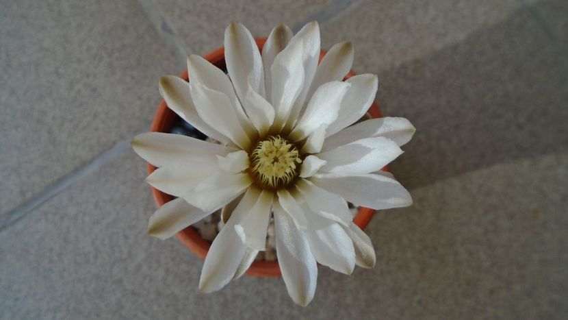 Gymnocacalycium ragonesei - Cactusi 2020 Gymnocalycium