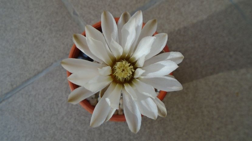 Gymnocacalycium ragonesei - Cactusi 2020 Gymnocalycium