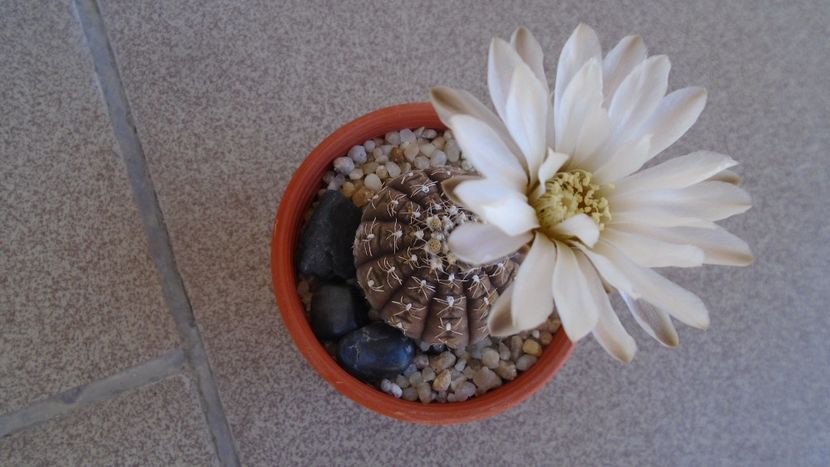 Gymnocacalycium ragonesei - Cactusi 2020 Gymnocalycium