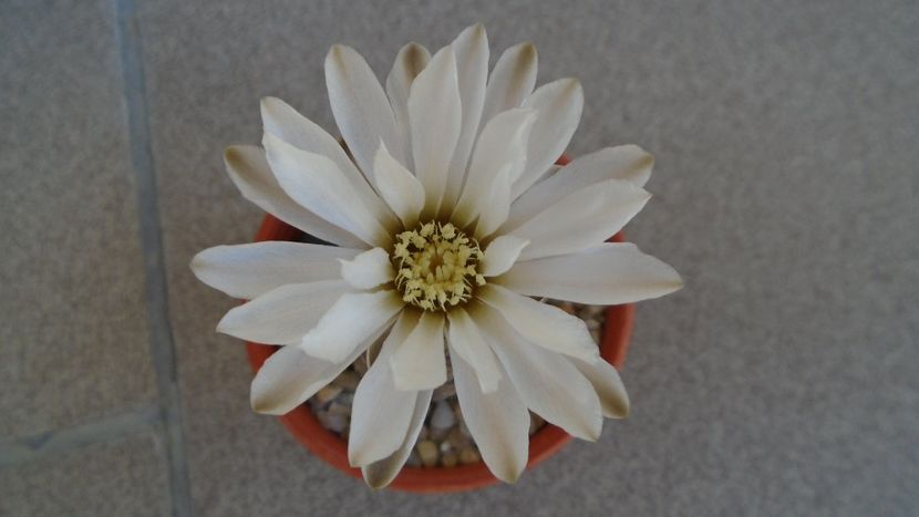 Gymnocacalycium ragonesei - Cactusi 2020 Gymnocalycium